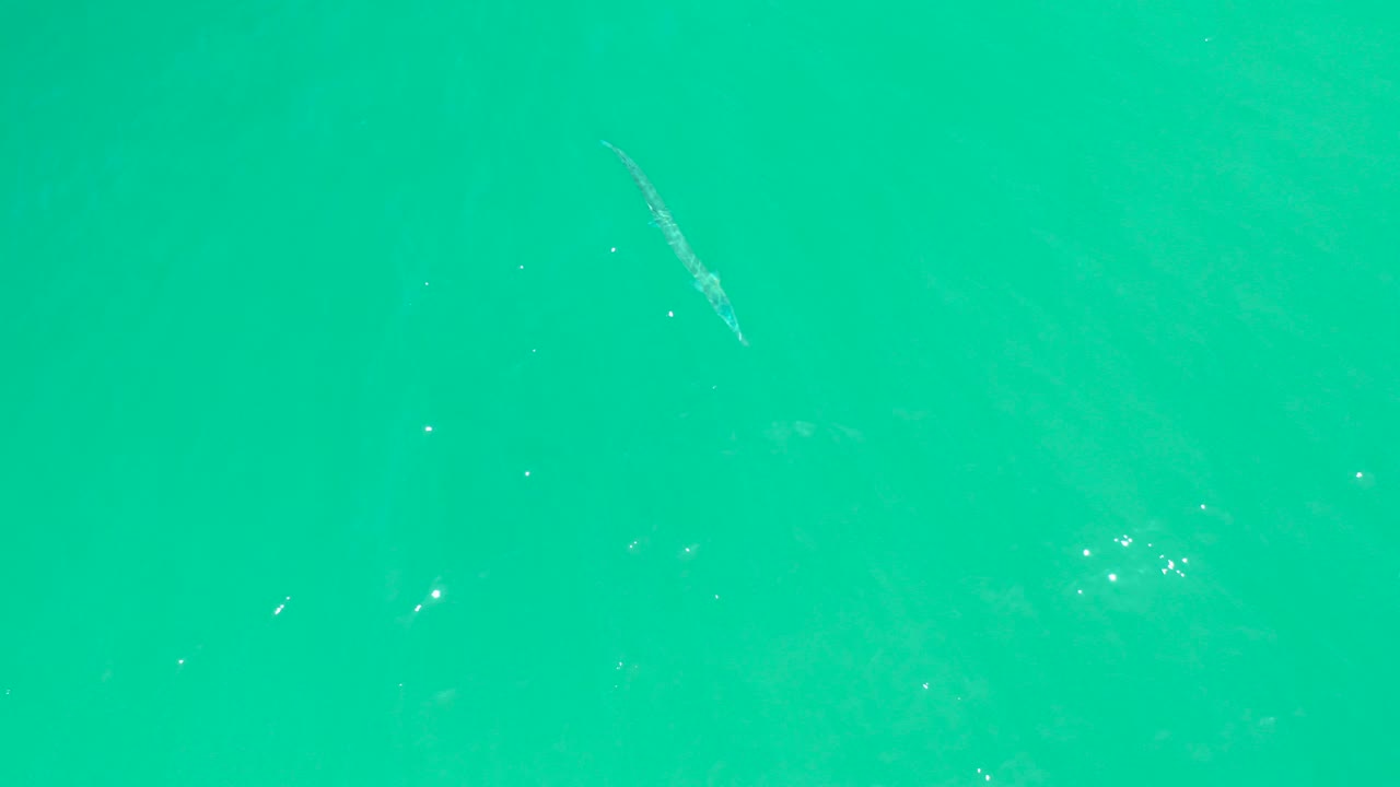 At Dreams Los Cabos, a small pale fish appears near the upper-left area of clear turquoise water with faint ripples and no visible people.