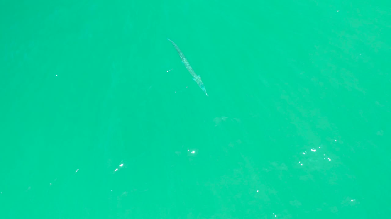 At Dreams Los Cabos, the small fish is visible higher in the turquoise water as scattered light flecks and tiny particles surround it, with no visible people.