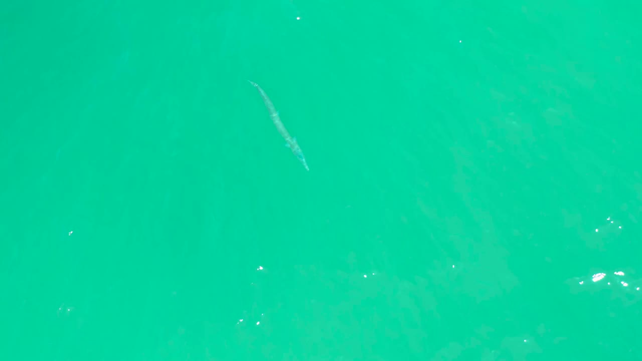 At Dreams Los Cabos, a small slender fish sits near the upper portion of the frame over bright aqua water with subtle texture and no visible people.