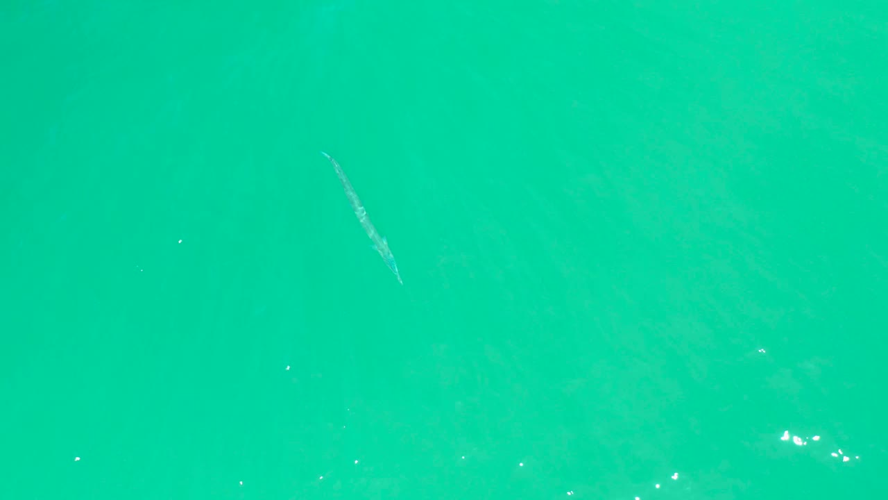 Fish lower in clear turquoise water