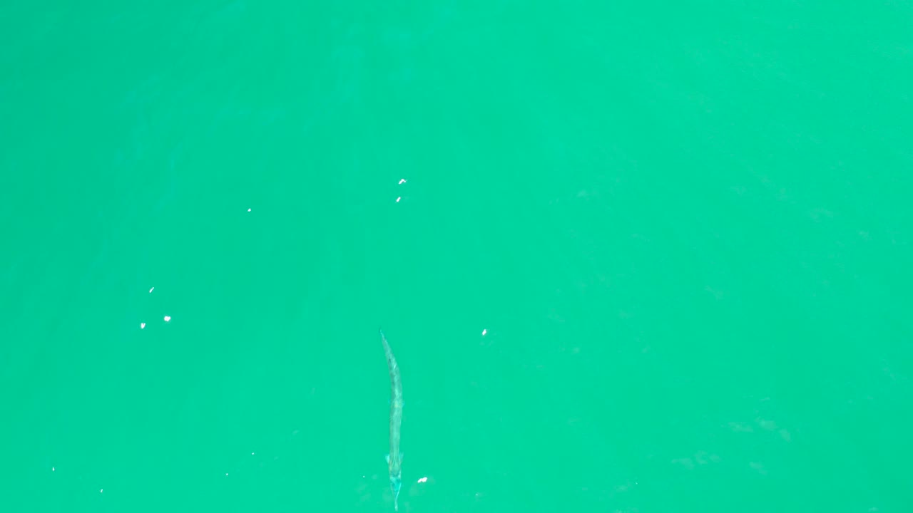 Long fish beneath turquoise water with small surface flecks.