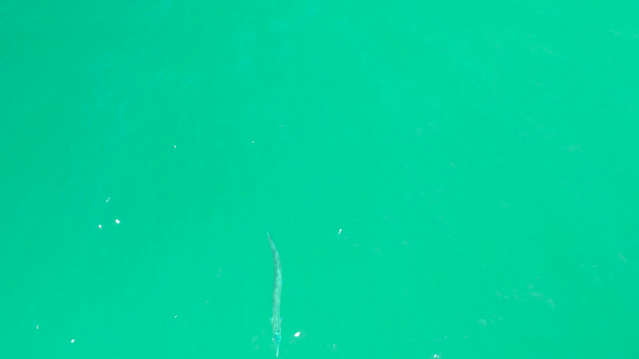 At Dreams Los Cabos, the fish sits lower in the overhead frame as it swims through clear green turquoise water with faint surface debris and no visible people.