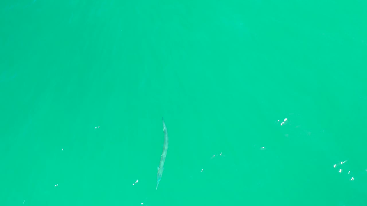 At Dreams Los Cabos, the slender fish is near the central area of the turquoise water while tiny white specks catch light on the surface and no people are visible.
