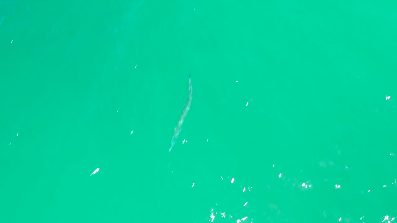 At Dreams Los Cabos, the long fish is angled through open turquoise water with a few bright surface marks around it and no visible people.
