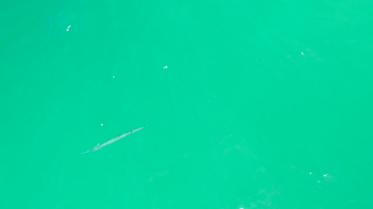 Small slender fish in turquoise water