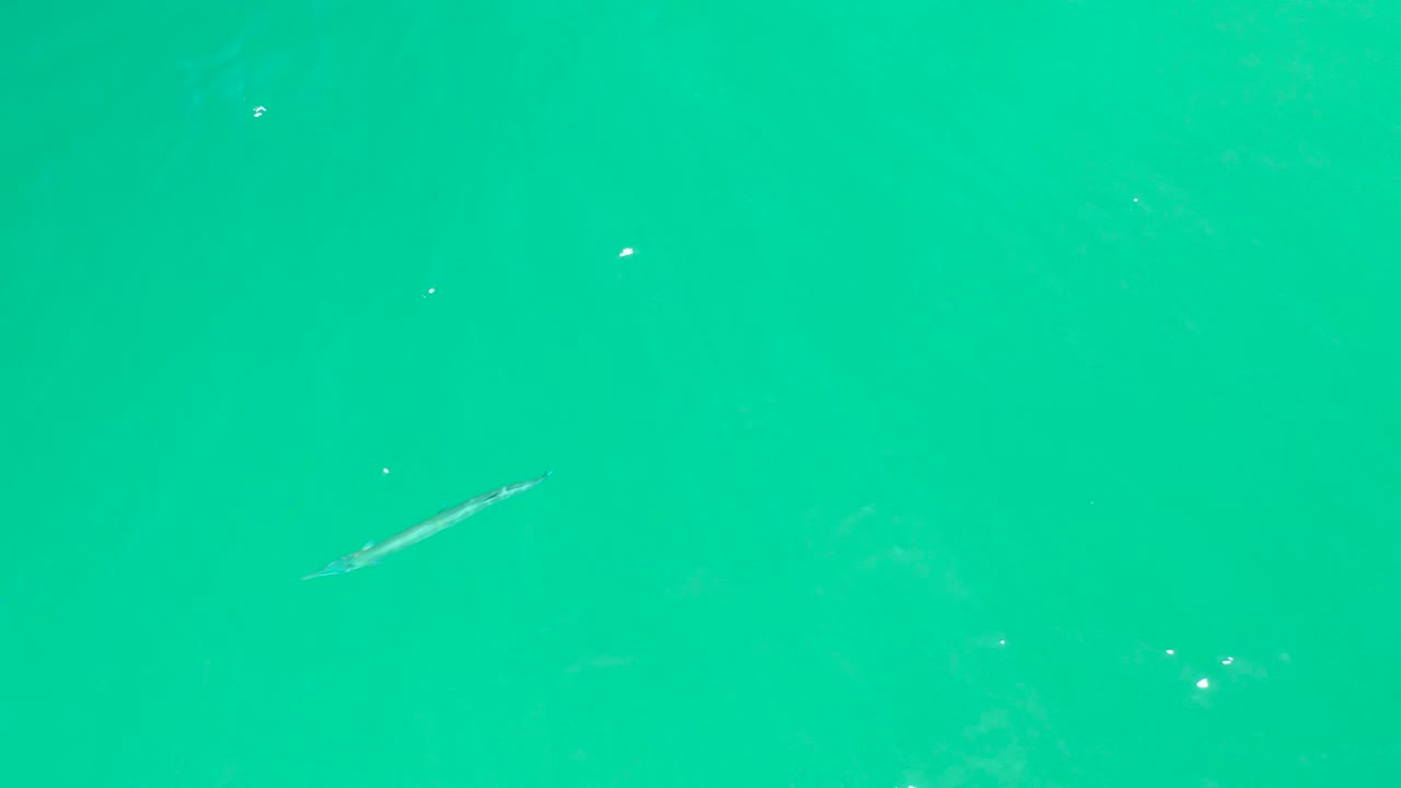 Small fish positioned near the center of clear green-blue water at Dreams Los Cabos, with faint surface texture and no visible people.