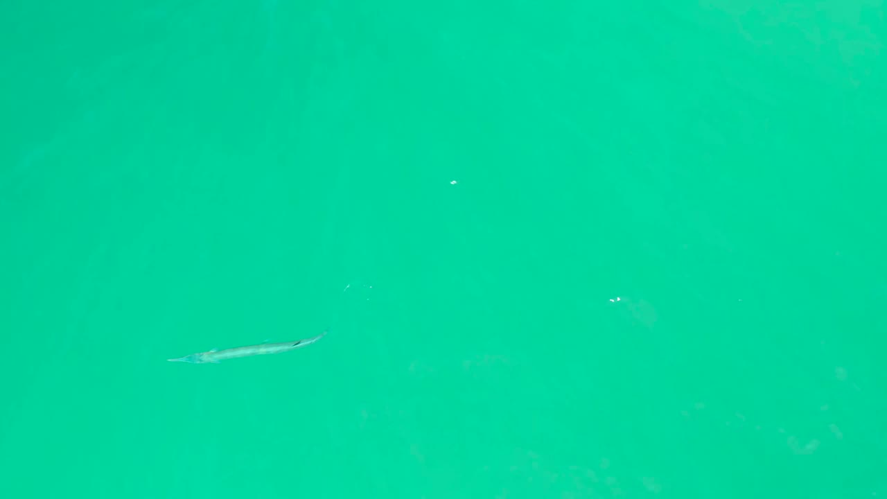 Slender fish near the upper middle of bright turquoise water at Dreams Los Cabos, with scattered specks and no visible people.
