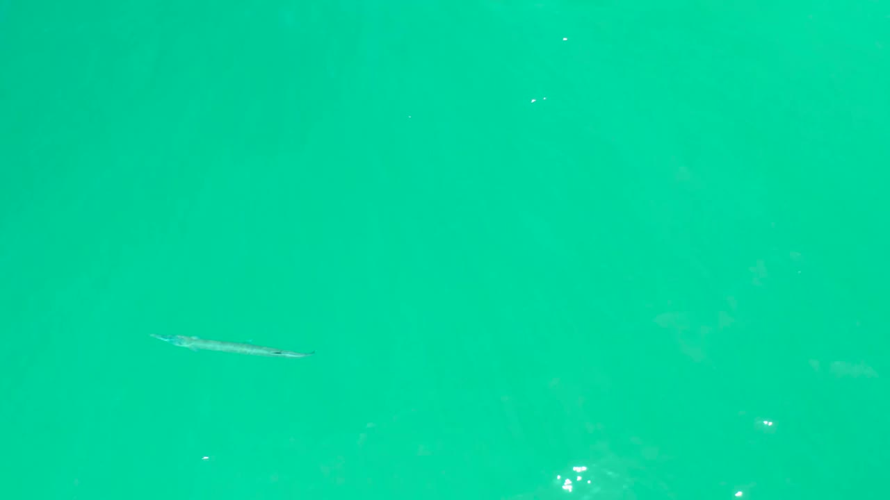 Small fish near the lower left area of turquoise water at Dreams Los Cabos, with a few bubbles and no visible people.