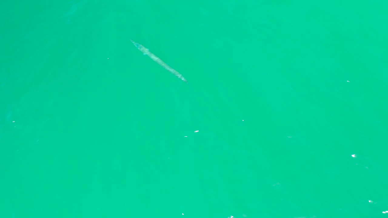 At Dreams Los Cabos, a long slender pale fish sits near the upper left of clear turquoise water with tiny white surface flecks and no visible people.