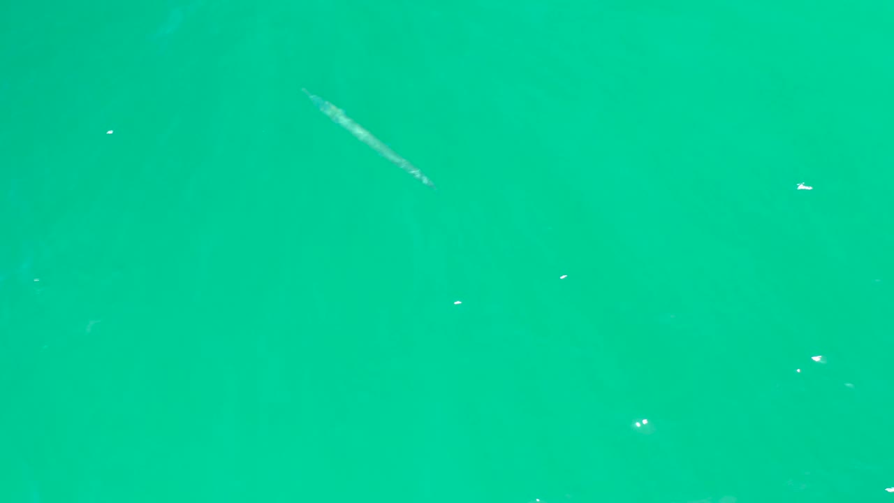 At Dreams Los Cabos, the slender fish appears near the upper middle of a clear green-turquoise surface with scattered sun glints and no visible people.