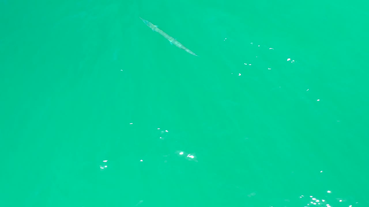 At Dreams Los Cabos, the fish is near the upper right area of turquoise water, with bright white reflection specks along the surface and no visible people.