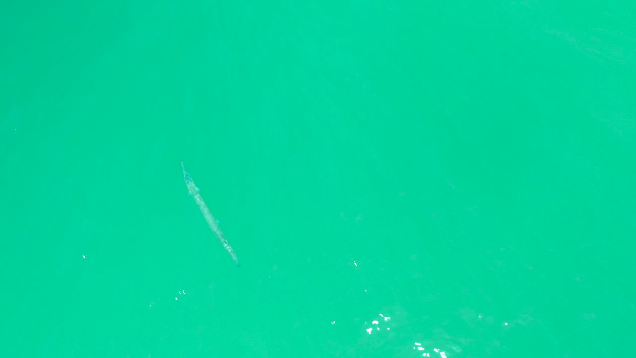 Slender fish in turquoise water with small sun glints.