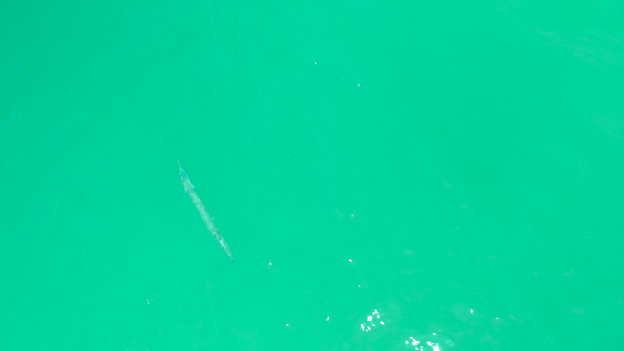 The pale fish sits closer to center frame in the turquoise water at Dreams Los Cabos, with faint ripples and no visible people.