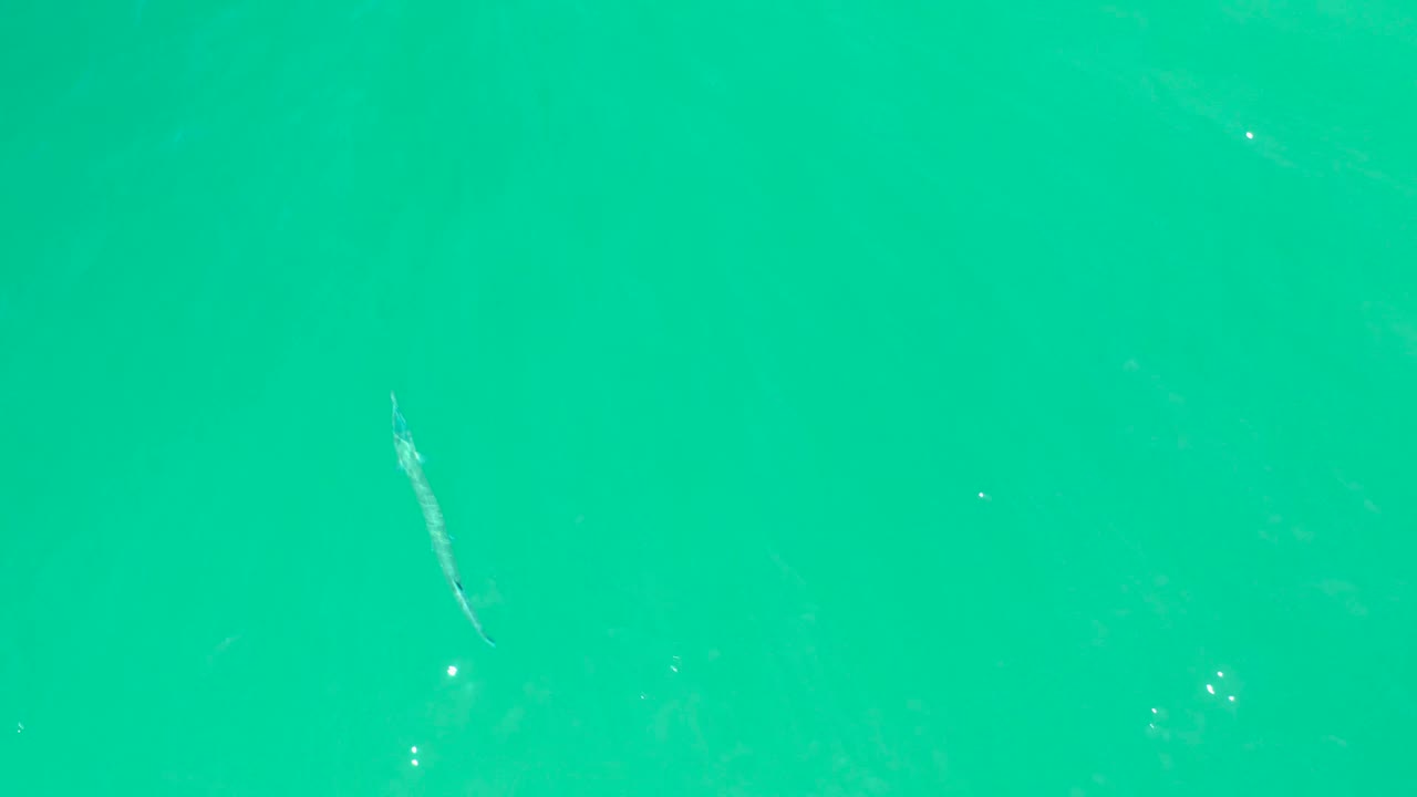 A slender fish is visible near the right side of the clear turquoise water at Dreams Los Cabos, with scattered glints and no visible people.