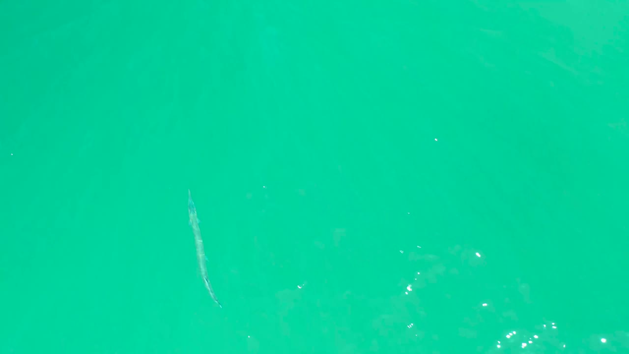 The fish appears lower and left of frame in the turquoise water at Dreams Los Cabos, with brighter bubble clusters nearby and no visible people.