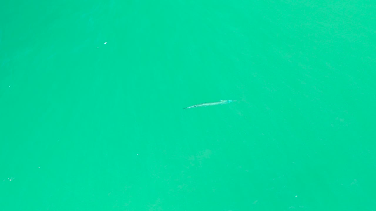 At Dreams Los Cabos, a small pale fish appears near the upper left of a clear turquoise water frame with scattered bright flecks and no visible people.