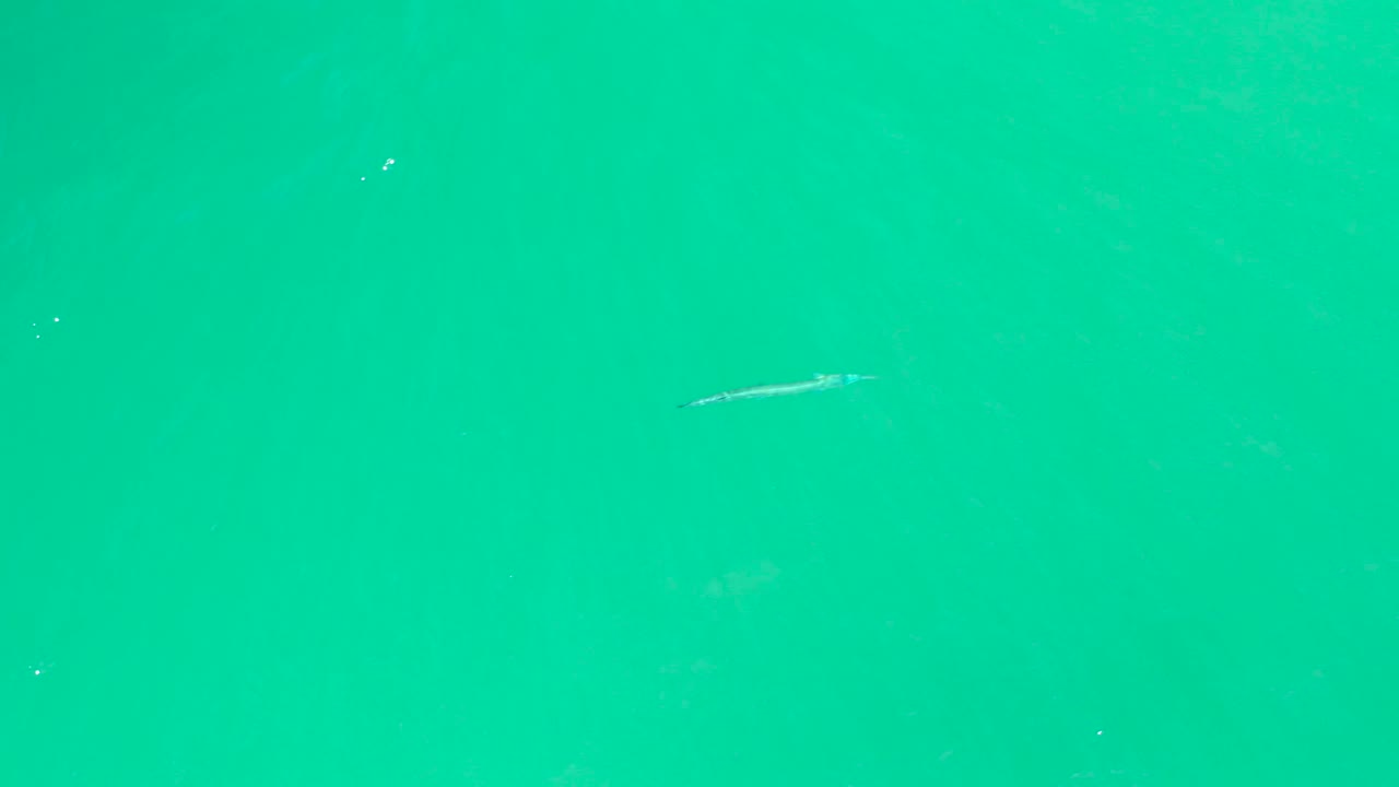 Small fish crossing turquoise water near the upper center