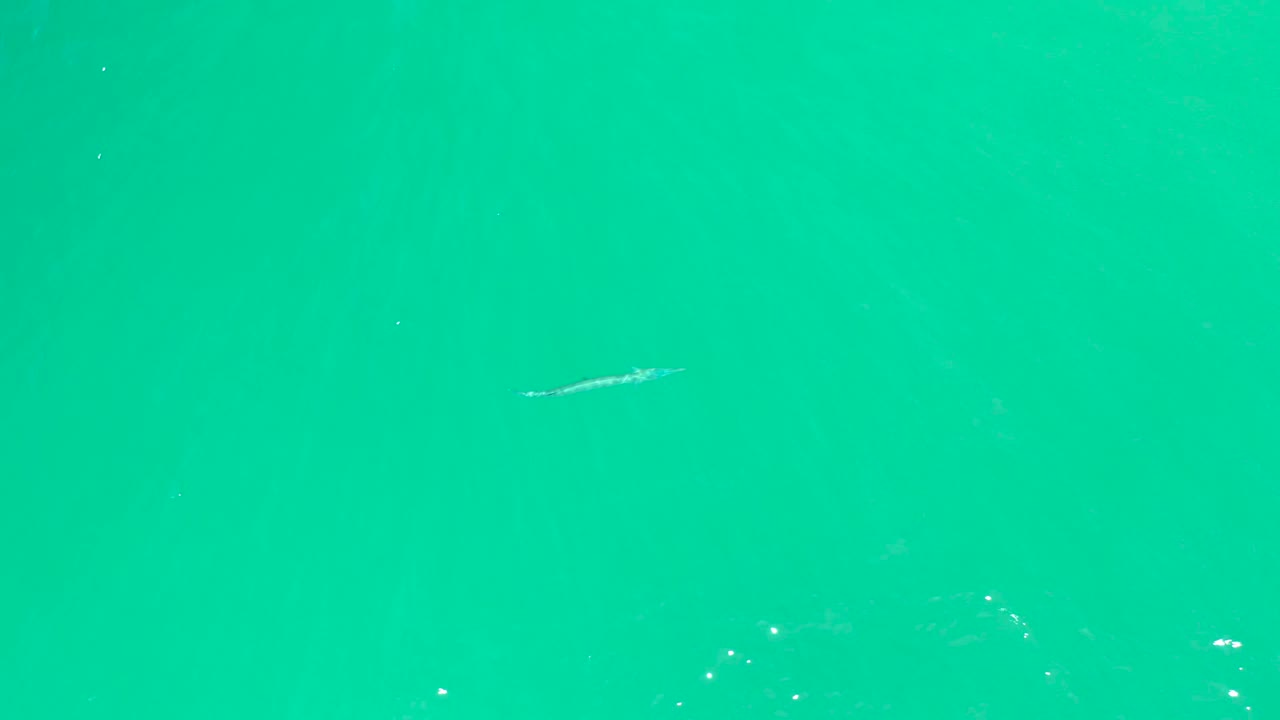 At Dreams Los Cabos, the small fish is visible near the upper right while small bubbles and light specks mark the turquoise water, with no visible people.