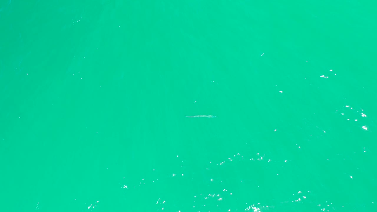 A small pale fish sits low in the clear turquoise water at Dreams Los Cabos, with bright surface sparkles above and no visible people.