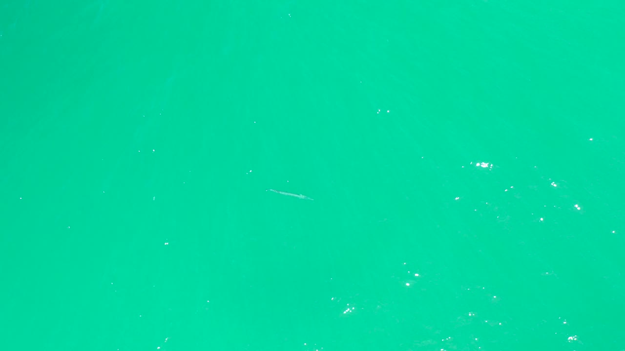 A thin small fish shape appears near the surface in clear turquoise Dreams Los Cabos water, with tiny floating particles and no visible people.