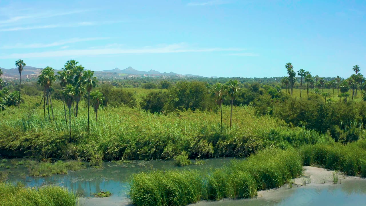 Early San Jose Del Cabo frame showing river water along the lower edge, dense reeds and palms across the midground, hazy green hills beyond, and no visible people.