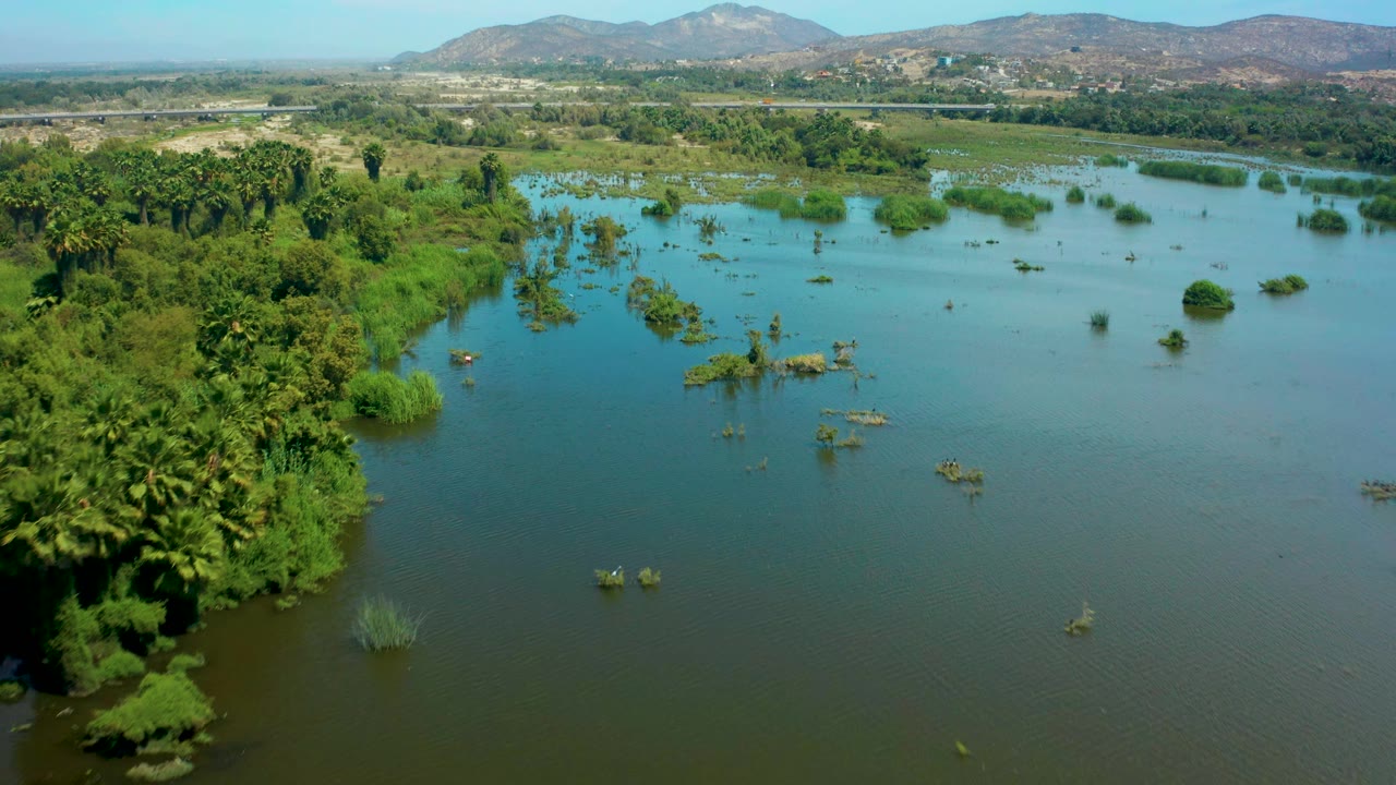 Aerial frame in San Jose Del Cabo showing calm floodwater, clusters of partly submerged vegetation, a dense green tree line on the left, distant hills, and no visible people.