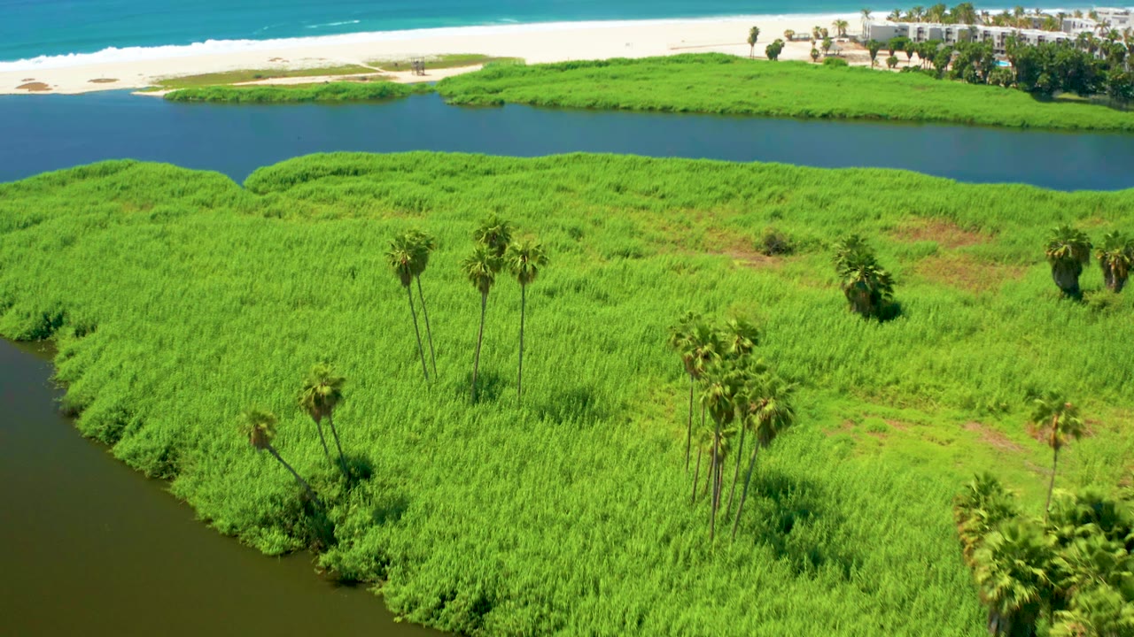 Aerial frame over San Jose del Cabo marshland with tall palms in the grass, a curving dark water channel, beach and ocean at the top edge, and no visible people.