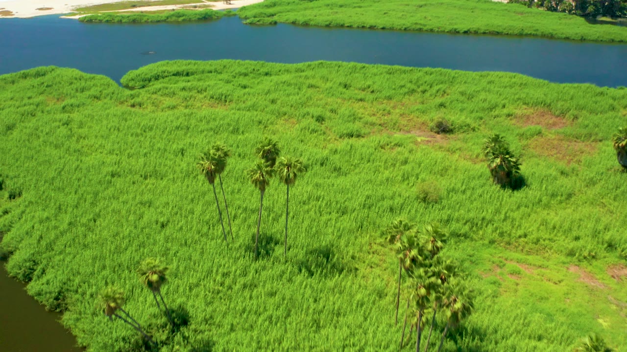 Closer aerial view of marsh grass and palms near water.