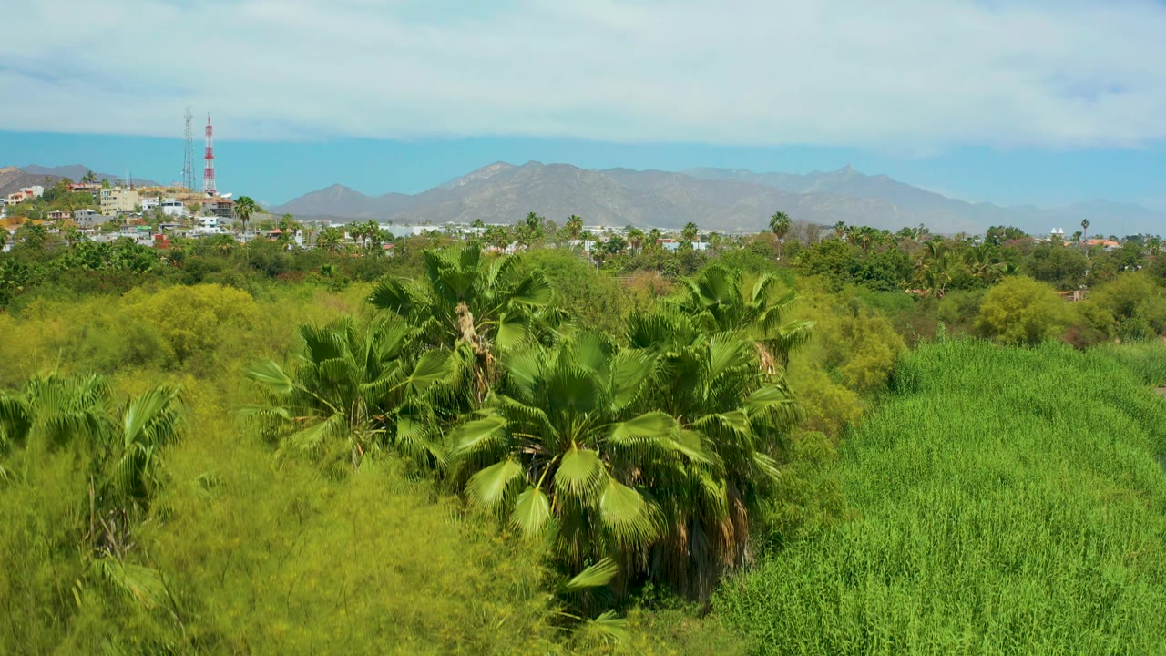 San Jose Del Cabo frame with a large palm cluster near center, tall green crops at right, low town structures, communication towers, mountains, and no visible people.