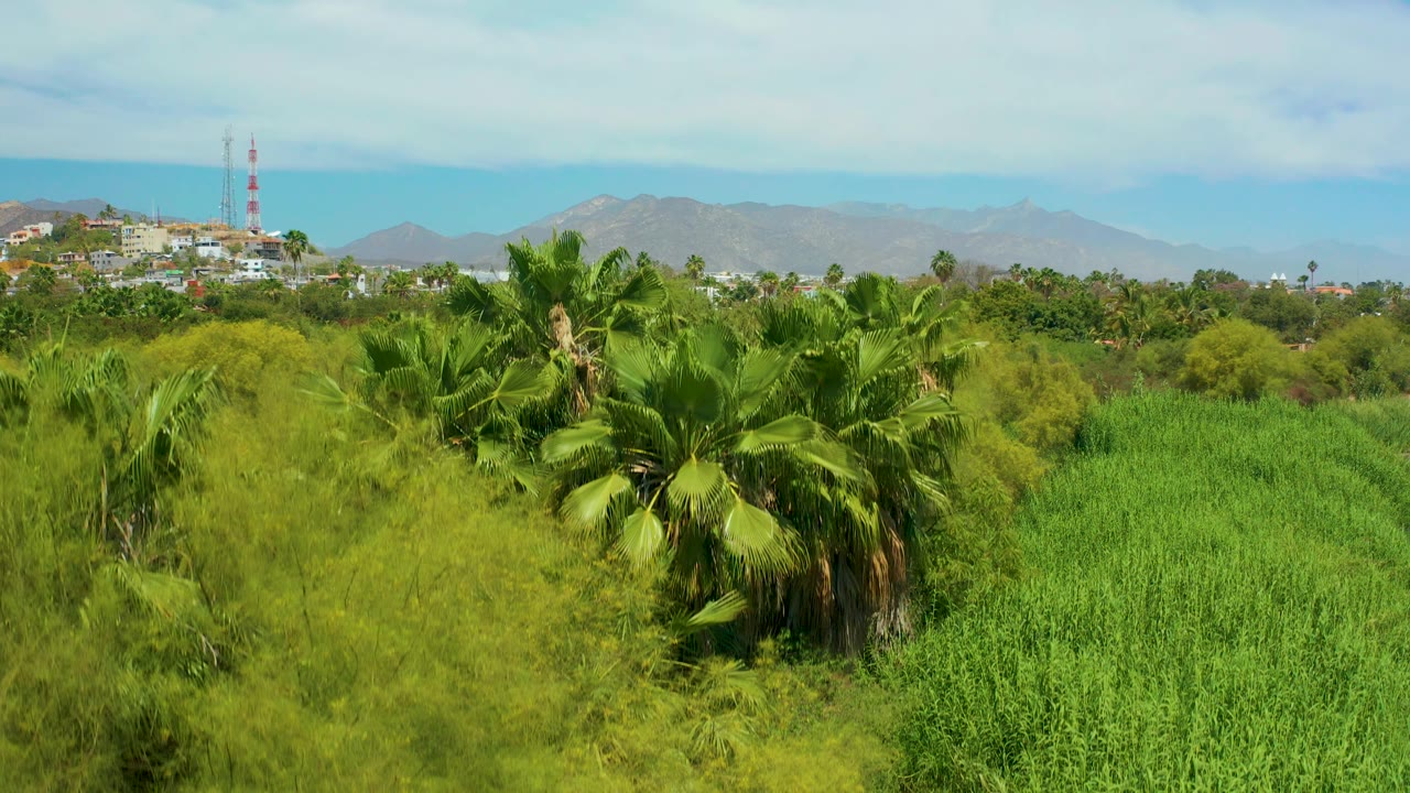 Palm canopy and green brush with crop field and mountain backdrop.