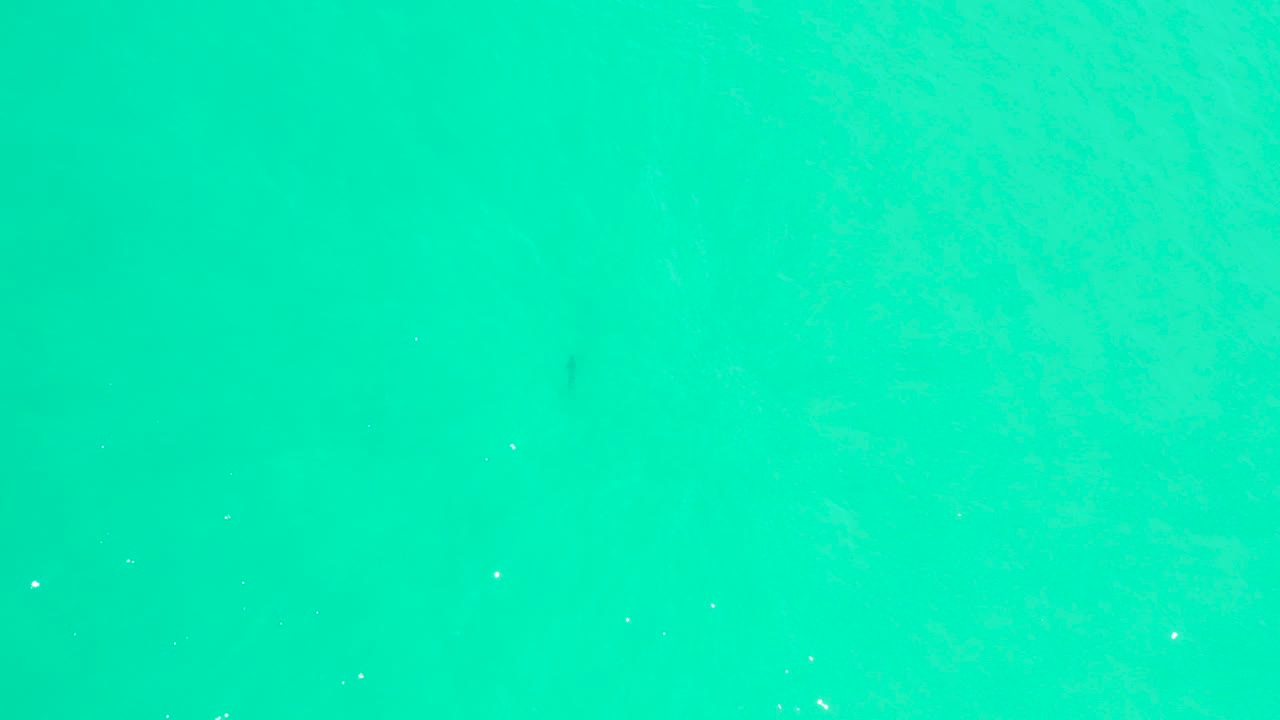 Blue-green ocean surface with tiny foam flecks.
