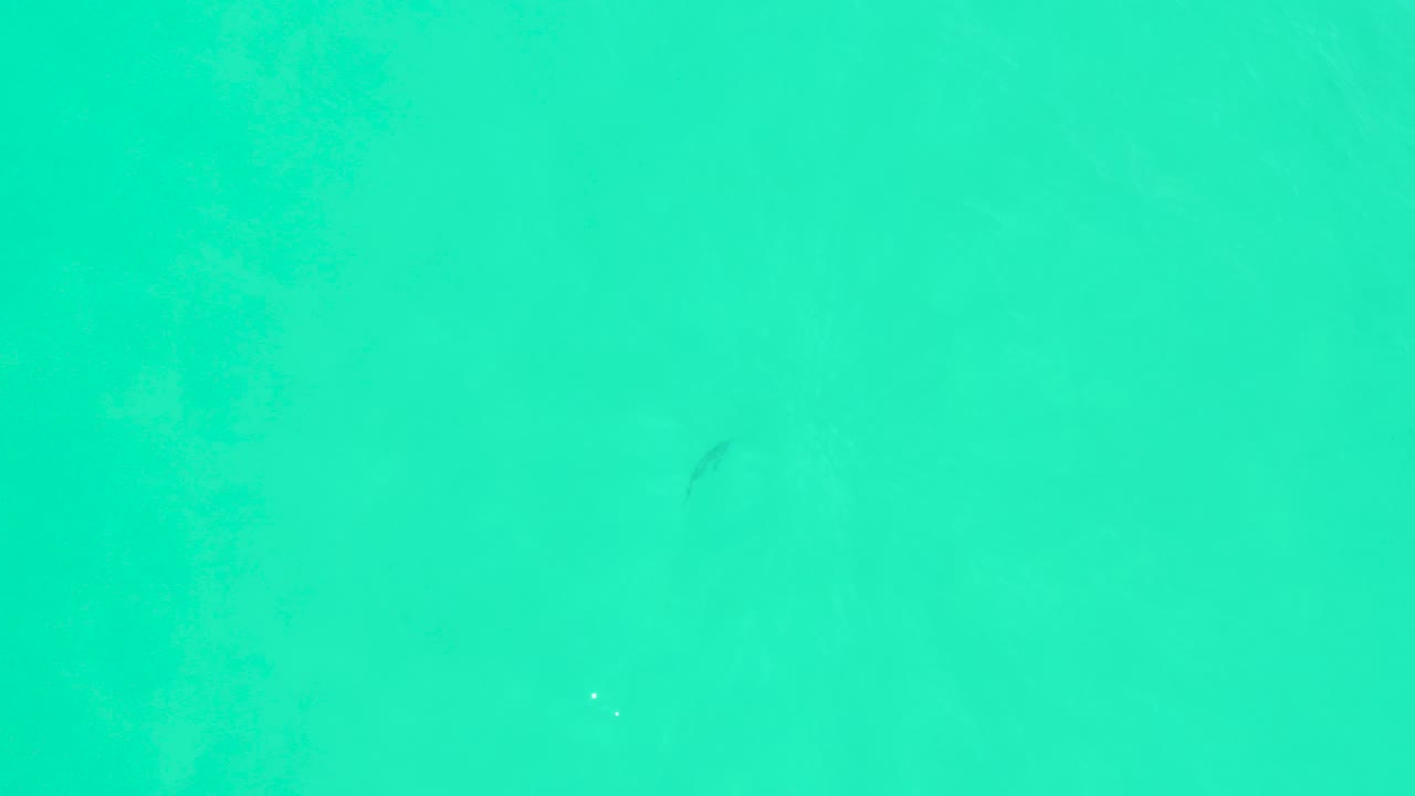 Turquoise ocean water with a small dark fish shape near the upper left.