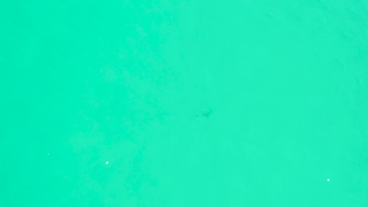 Opening frame of clear turquoise water at Marquis Los Cabos with a small dark shark visible below the surface and no visible people.