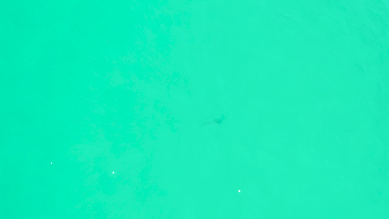 Small shark silhouette in bright turquoise ocean water viewed from above.
