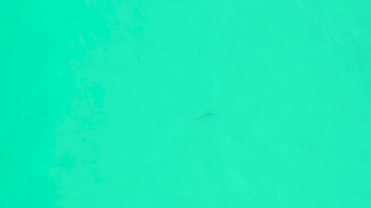 Mid-clip overhead view at Marquis Los Cabos where the shark remains below the clear blue-green surface, with no boats, shoreline, or visible people.