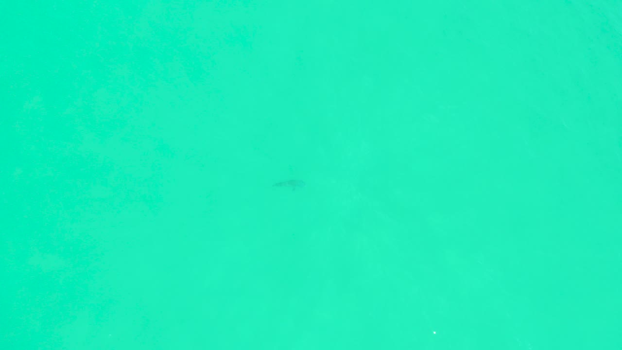 Turquoise water with a small dark fish near the upper left area