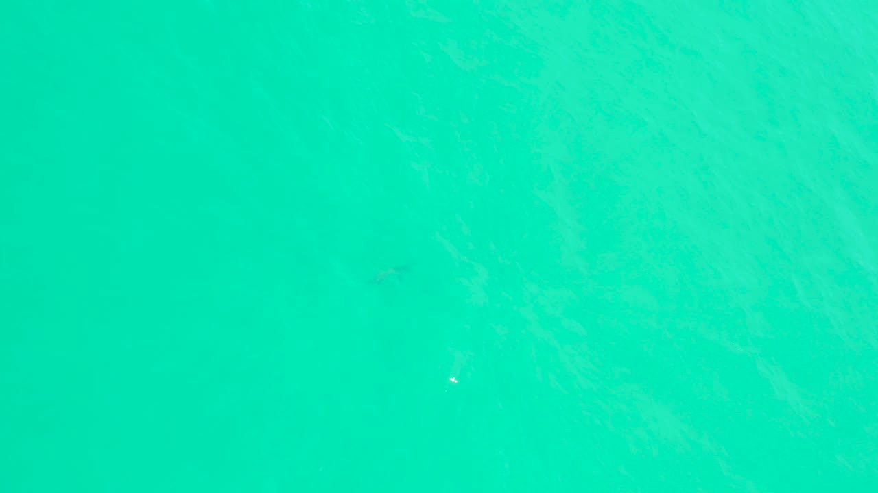 Top-down turquoise water at Marquis Los Cabos shows several small fish silhouettes under soft surface ripples and no visible people.