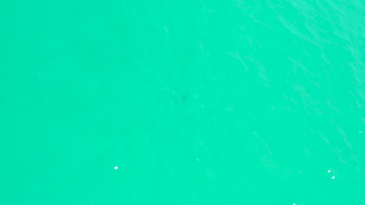 Teal ocean surface at Marquis Los Cabos fills the frame, with small dark fish visible below the water and no visible people.