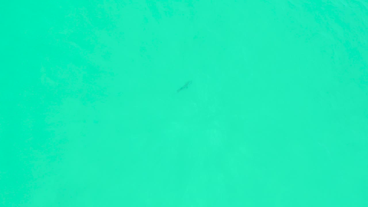 Top-down frame at Marquis Los Cabos with clear turquoise water and several small dark fish shapes visible beneath the surface, no visible people.