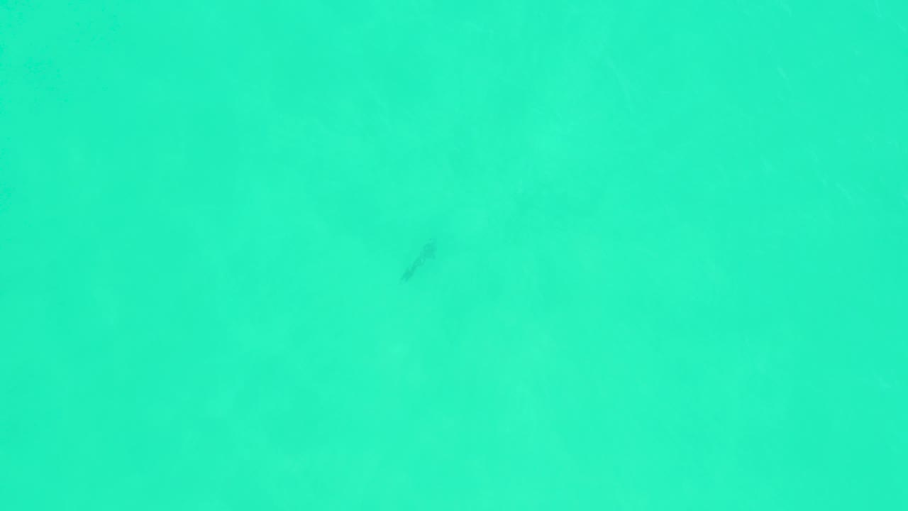 Small dark fish near the upper part of clear turquoise water at Marquis Los Cabos, with faint underwater texture and no visible people.