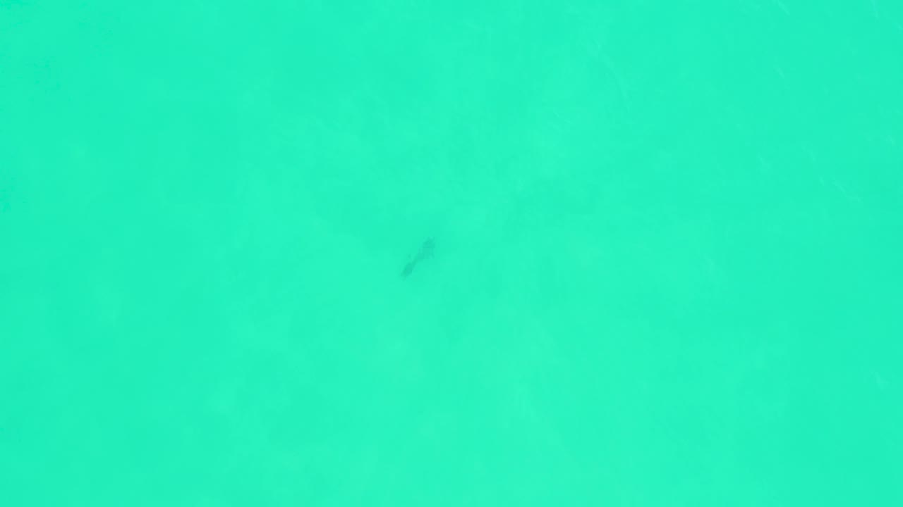 Small fish appears high in the frame over pale turquoise water at Marquis Los Cabos, with no shoreline, boats, or visible people.