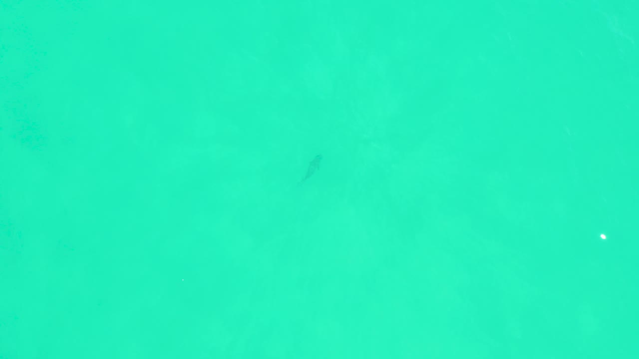 Small fish in open turquoise water