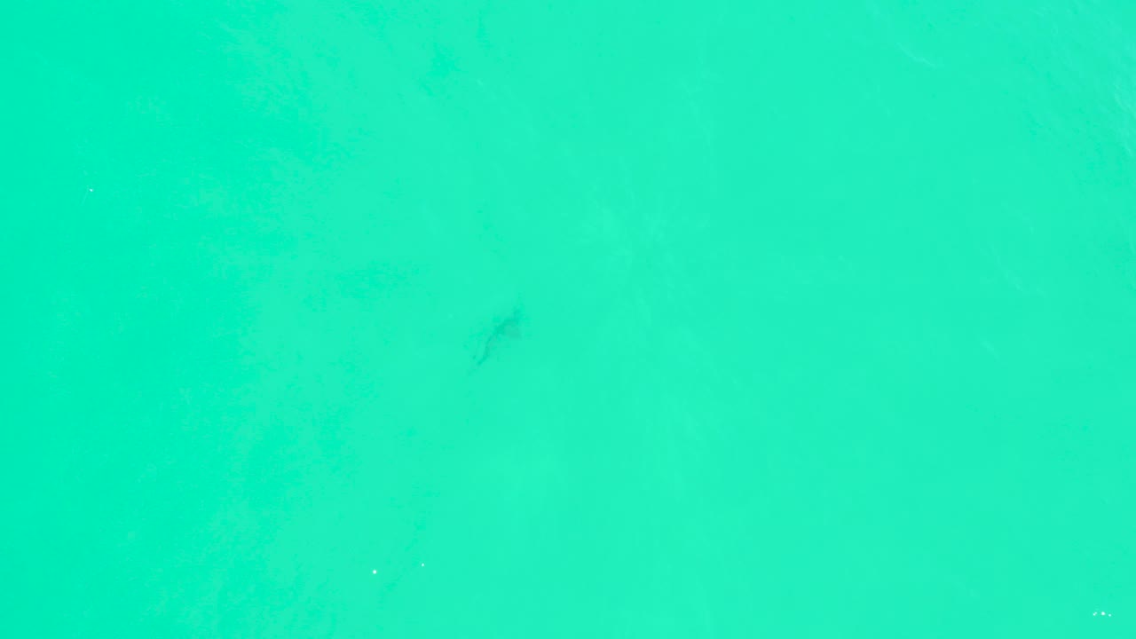 Overhead view at Marquis Los Cabos of turquoise shallow water with a faint dark shark shape near the upper left area and no visible people.