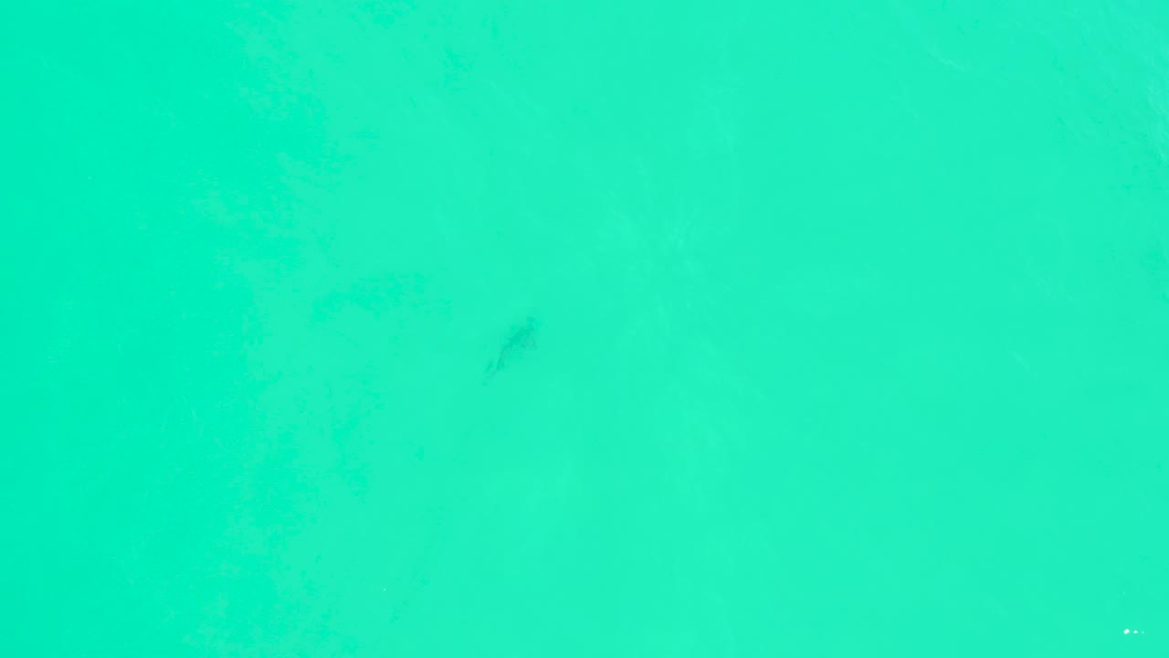 A faint shark silhouette appears below the turquoise surface at Marquis Los Cabos, with pale seabed texture visible and no visible people.