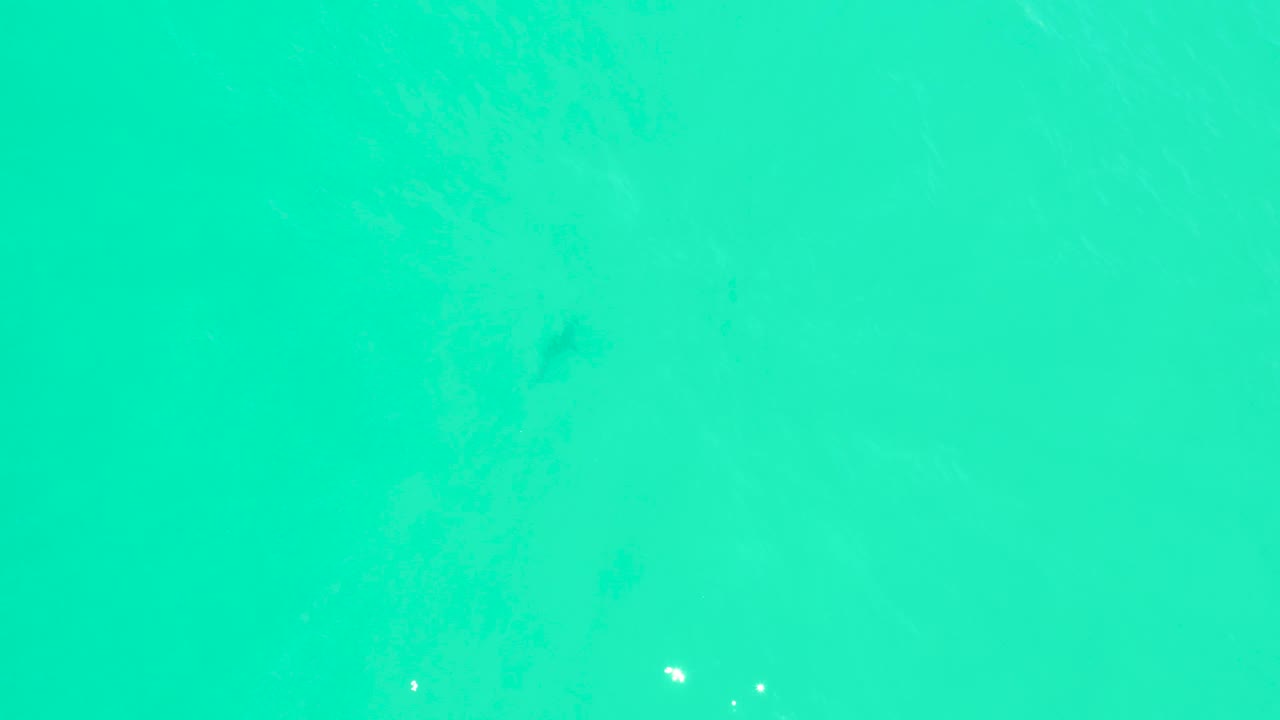 Green-blue shallow water fills the frame at Marquis Los Cabos as a faint dark shark form sits below the surface, with no visible people.