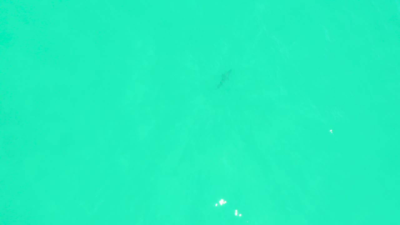 A small dark fish appears near the upper area of clear turquoise water at Marquis Los Cabos, with scattered white particles and no visible people.