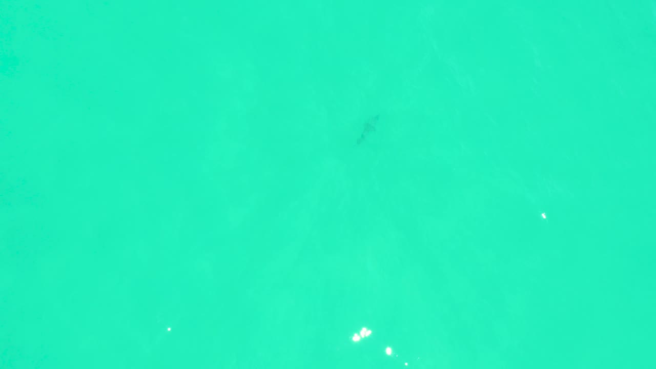 The fish is faintly visible in open blue-green water at Marquis Los Cabos, with a few bright white specks and no visible people.