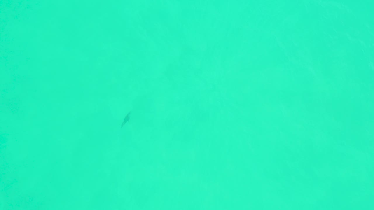 Small dark fish in clear turquoise ocean water