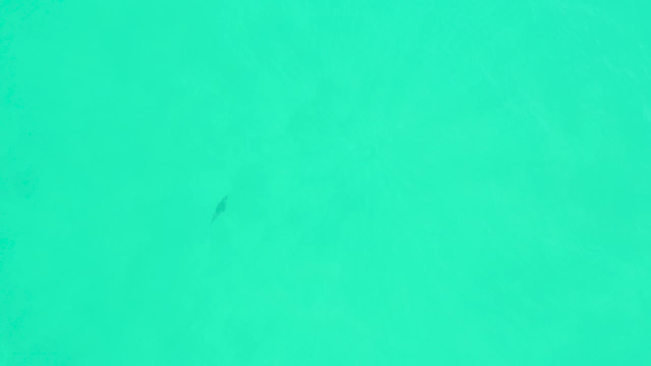 At Marquis Los Cabos, the fish remains a dark shape in bright turquoise water with a slightly smoother surface and no visible people.