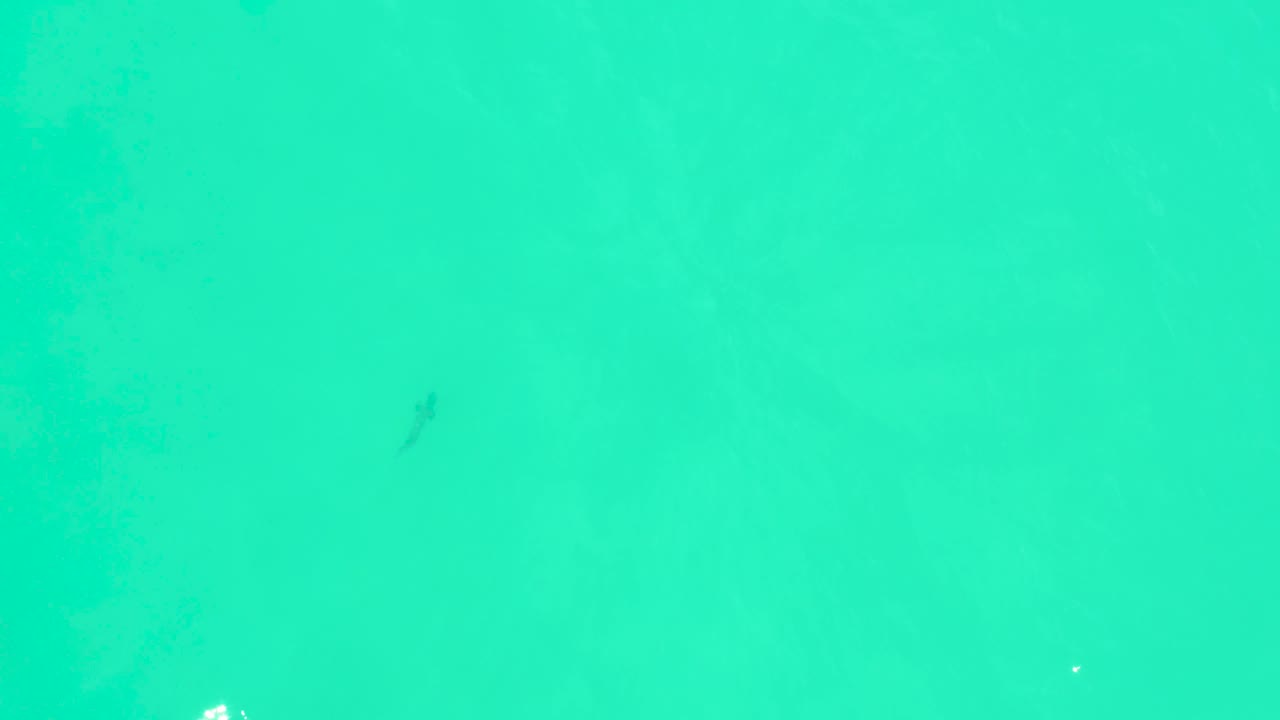 At Marquis Los Cabos, a tiny fish appears near the upper part of the turquoise water field, with faint ripples and no visible people.